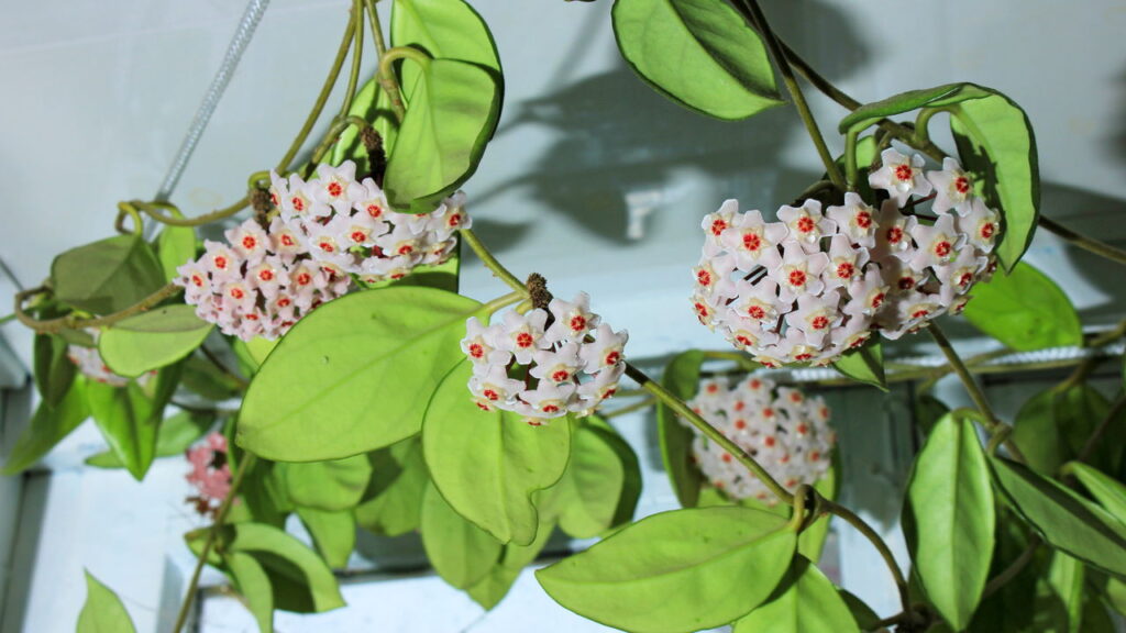 A flor de cera que deixa qualquer casa mais elegante e fácil de cuidar