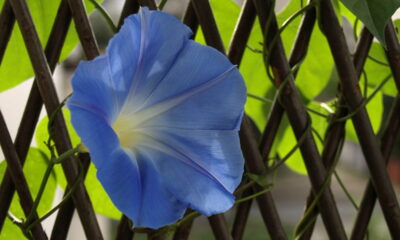 As flores que trazem vida e canto para o quintal