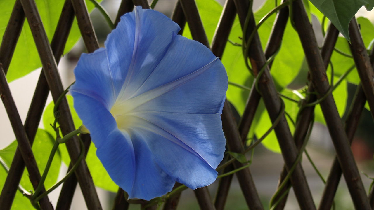 As flores que trazem vida e canto para o quintal
