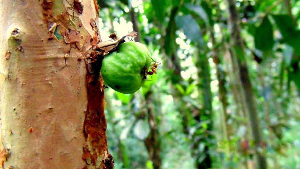 A jabuticaba branca(Myrciaria aureana) é uma variação deliciosa que pode ser cultivada com sucesso no conforto do seu lar