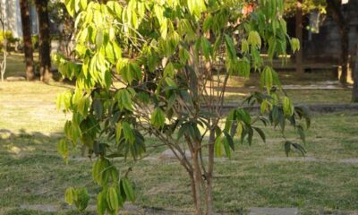 A jabuticaba branca(Myrciaria aureana) é uma variação deliciosa que pode ser cultivada com sucesso no conforto do seu lar