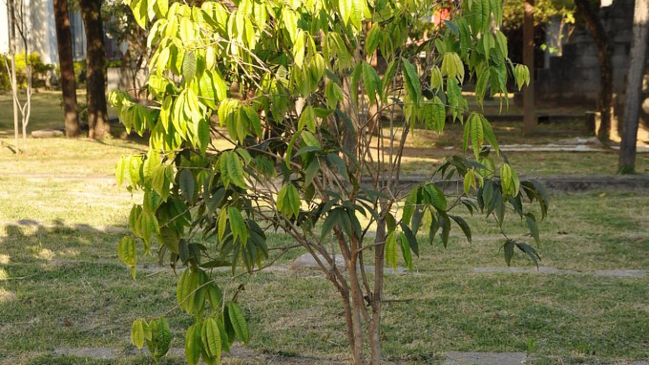 A jabuticaba branca(Myrciaria aureana) é uma variação deliciosa que pode ser cultivada com sucesso no conforto do seu lar