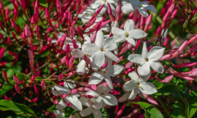 Essa planta com cheiro marcante é fácil de cultivar e deixa o jardim lindo