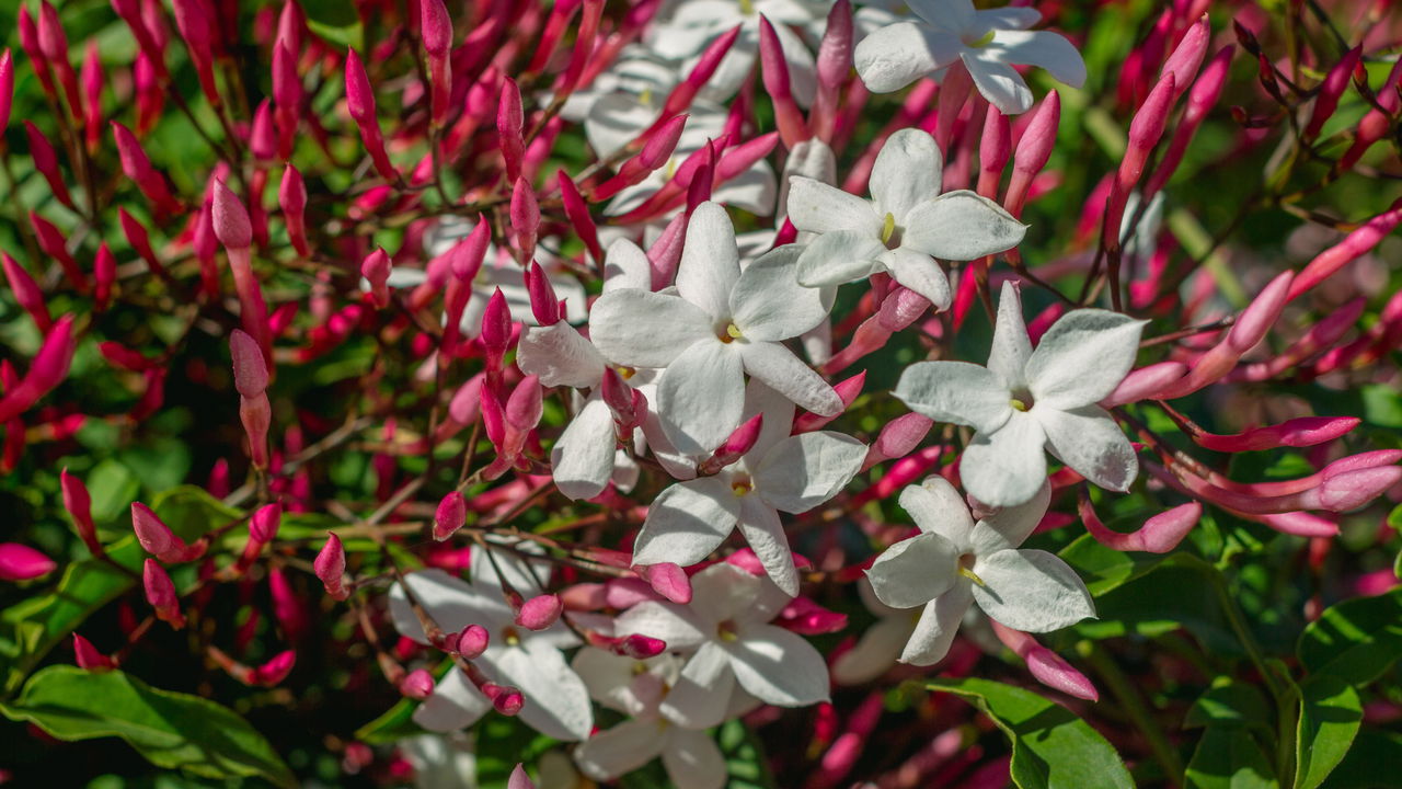 Essa planta com cheiro marcante é fácil de cultivar e deixa o jardim lindo