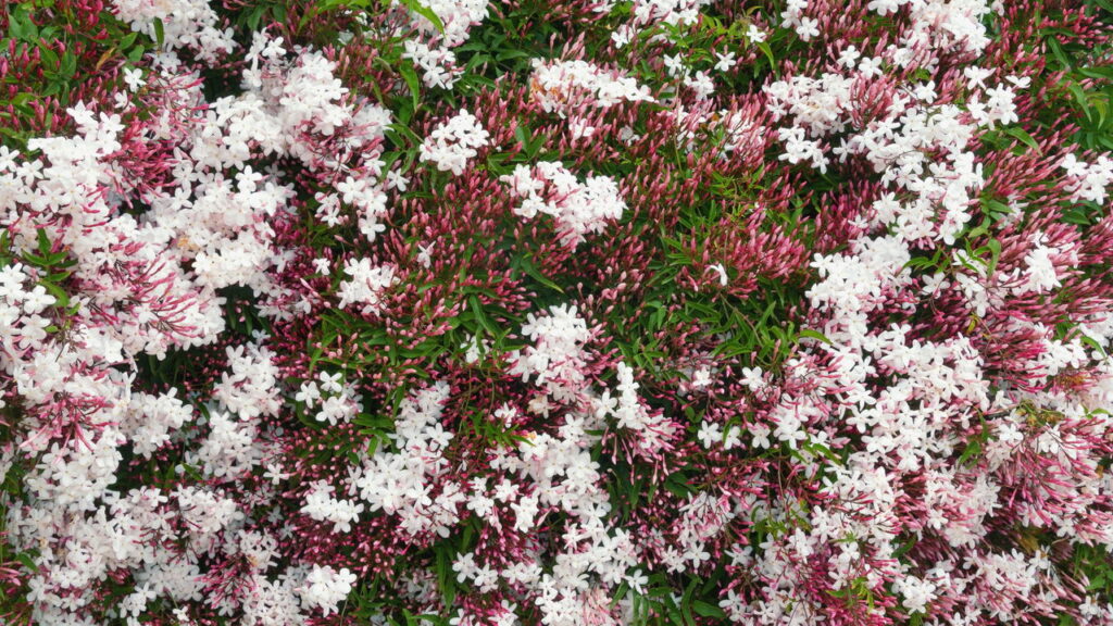 Essa planta com cheiro marcante é fácil de cultivar e deixa o jardim lindo