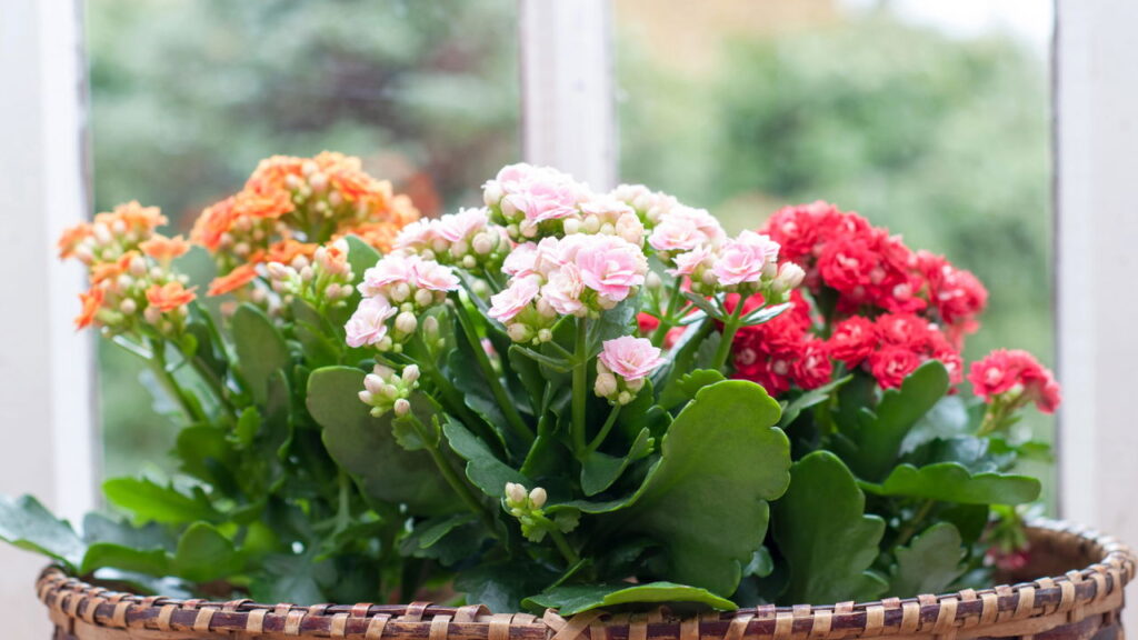 7 plantas com flor o ano inteiro que são lindas e funcionam como filtro natural de ar