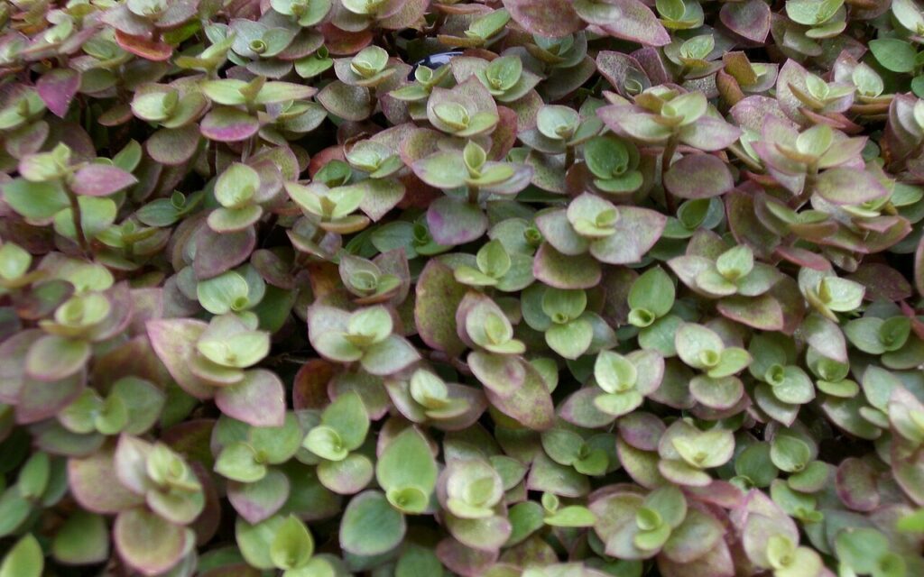 Conheça a planta que representa prosperidade e riqueza