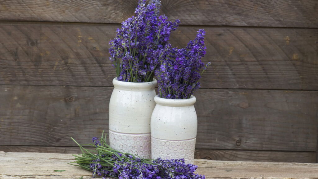 A planta que reduz estresse só de estar no ambiente