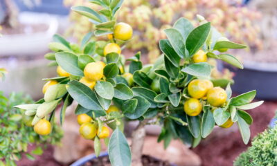 Cultive frutas em casa com essas árvores pequenas