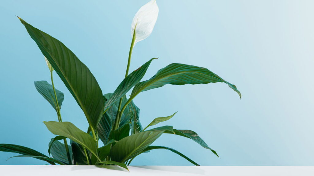 Cinco flores que deixam sua casa mais bonita e afastam insetos