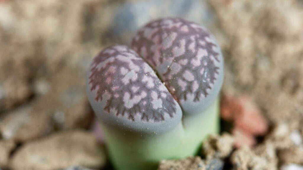 Essa planta parece com uma pedra e engana qualquer pessoa
