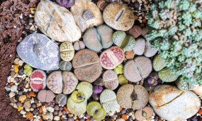 Essa planta parece com uma pedra e engana qualquer pessoa