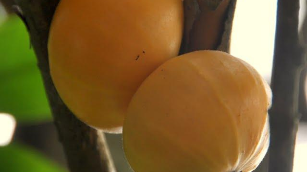 O cultivo de cambucá em casa é uma experiência recompensadora, ideal para quem aprecia frutas nativas do Brasil e busca um jardim mais nutritivo e ornamental