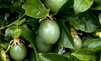 Como plantar maracujá com sucesso em casa