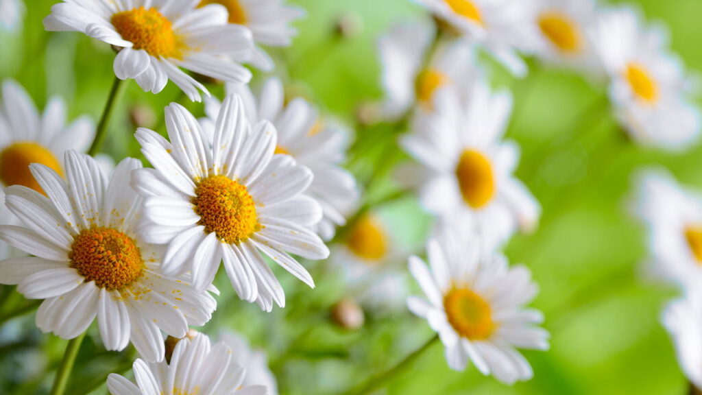 As flores que trazem vida e canto para o quintal
