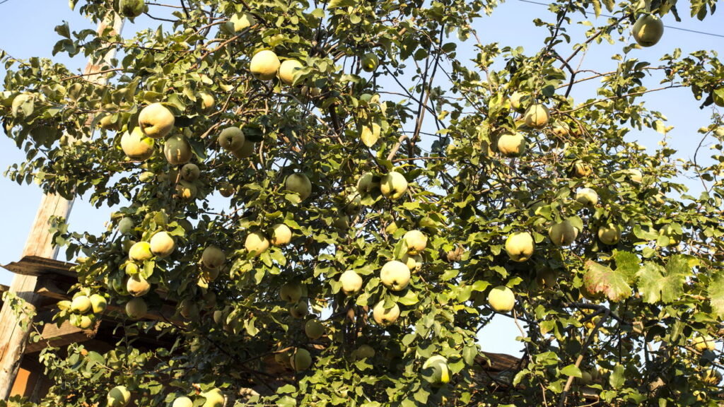 O marmeleiro é uma árvore frutífera que traz inúmeros benefícios ao pomar quando cultivada junto a outras espécies