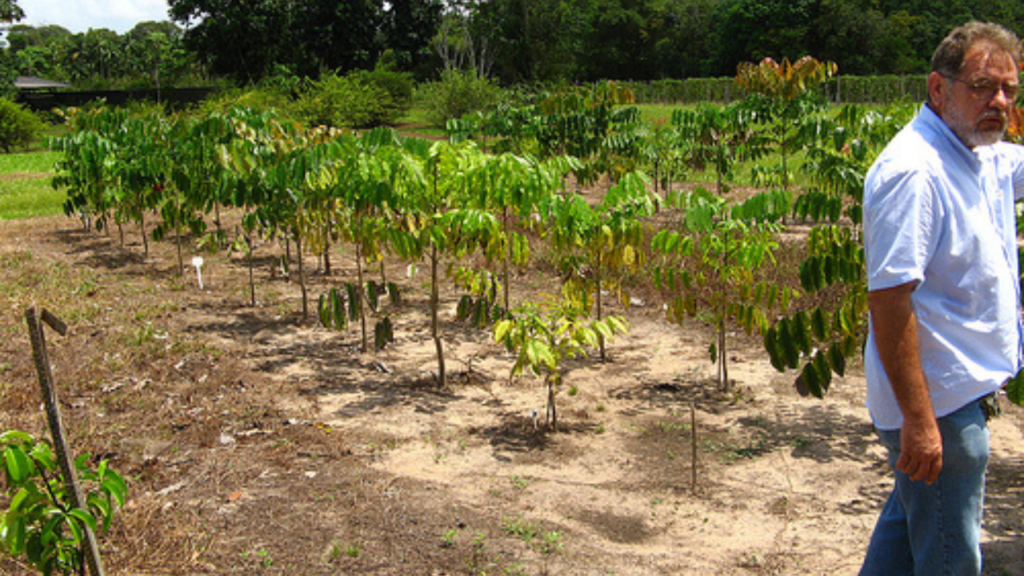 O bacuri é uma fruta amazônica valiosa, admirada tanto pelo sabor único quanto pelo potencial econômico