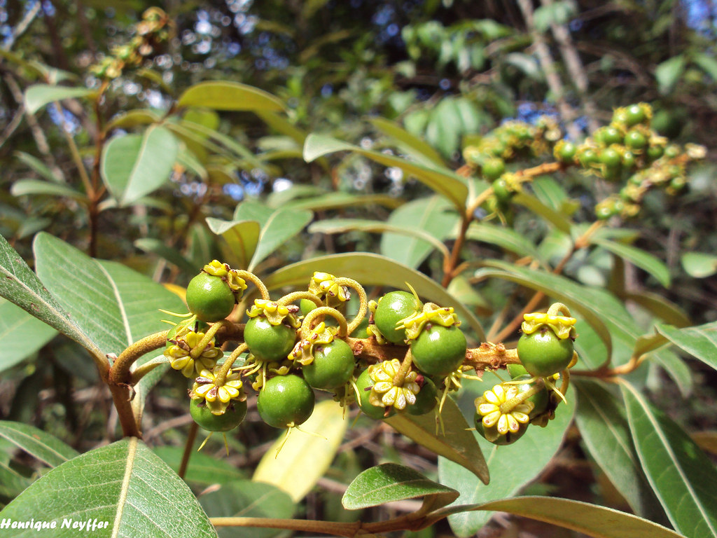 Cultivar murici em casa é uma atividade prazerosa que aproxima você da natureza, mesmo em ambientes urbanos