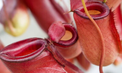 A planta carnívora que devora insetos em segundos