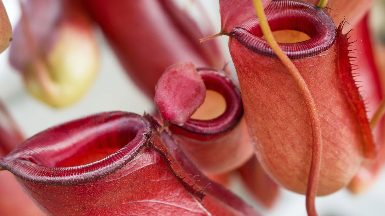 A planta carnívora que devora insetos em segundos