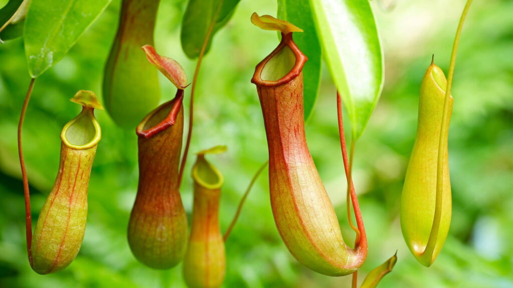 A planta carnívora que devora insetos em segundos
