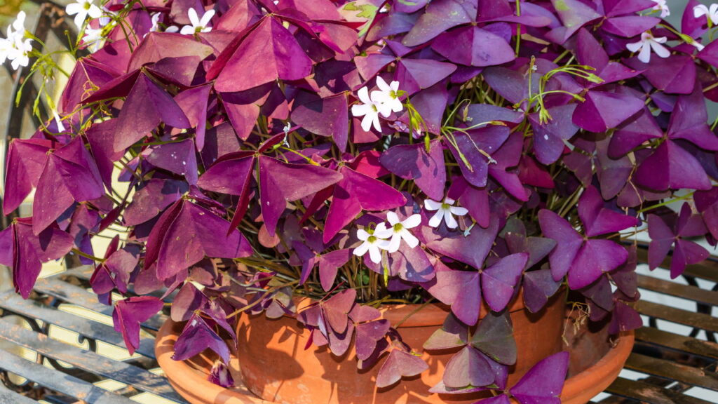 A planta que muda de cor com a luz
