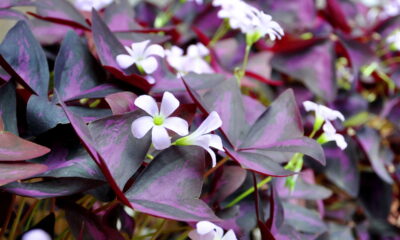 A planta que muda de cor com a luz