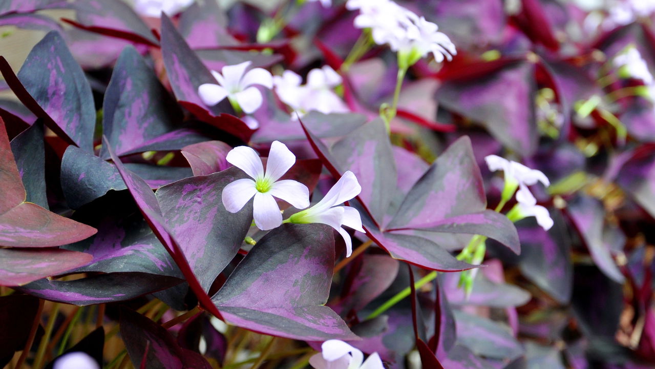 A planta que muda de cor com a luz