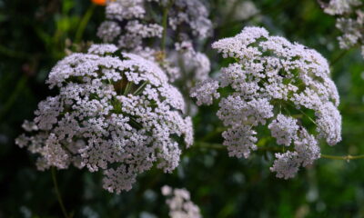 Essas plantas medicinais transformam seu lar em farmácia
