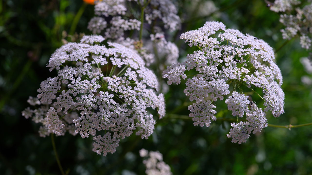 Essas plantas medicinais transformam seu lar em farmácia