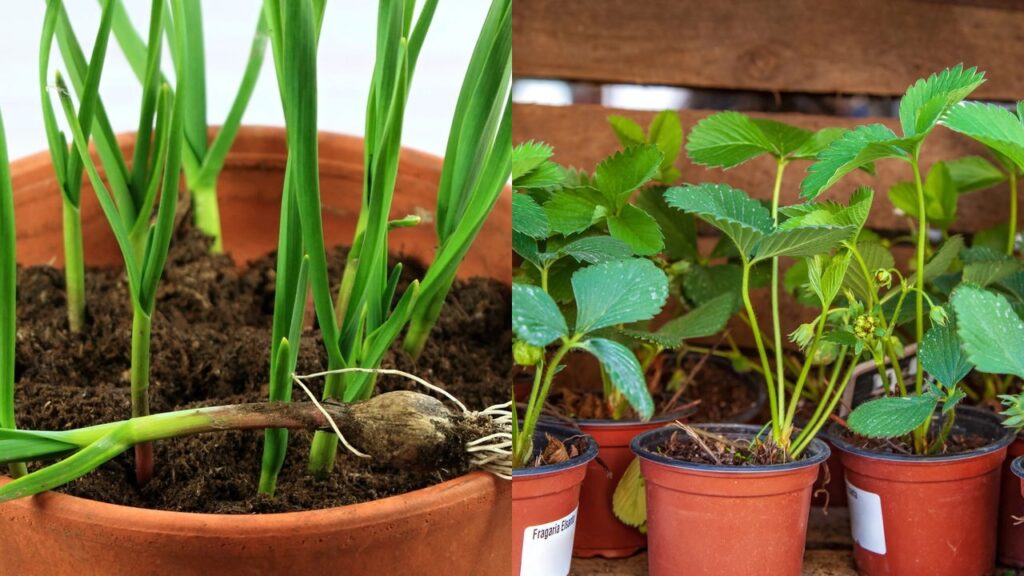 Plantar alho no mesmo vaso de morango pode proporcionar interações interessantes e até surpreendentes entre as plantas