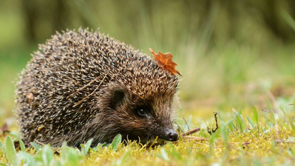 Animais que vc nunca pensou que fossem perigosos