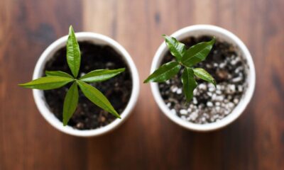 O cambuci roxo é uma fruta típica da Mata Atlântica, conhecida por seu sabor único e excelente potencial nutricional