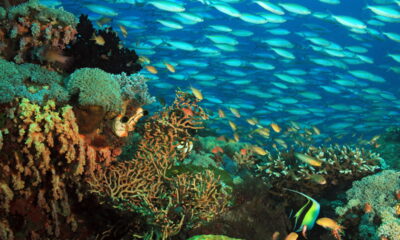 Se encante com essa biodiversidade única em um dos mares mais puros do mundo