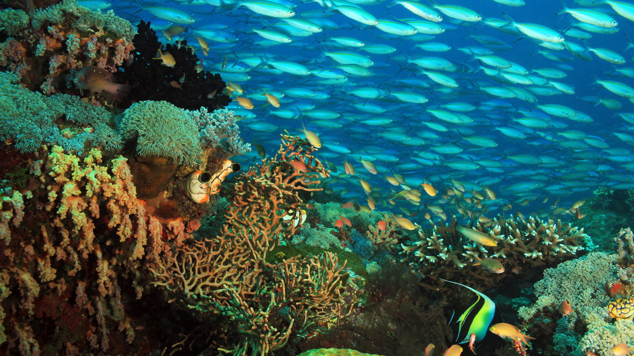 Se encante com essa biodiversidade única em um dos mares mais puros do mundo