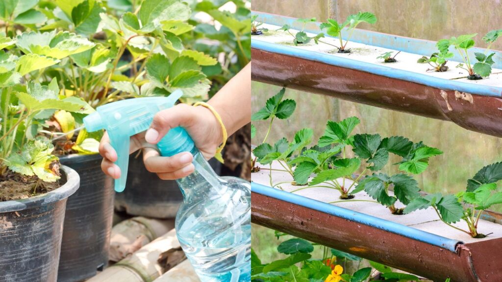 Regar morangueiro com água gelada