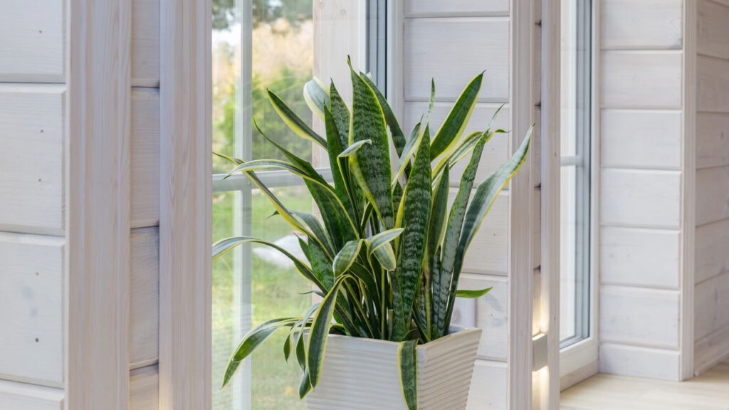 A planta que purifica o ar e elimina toxinas em casa
