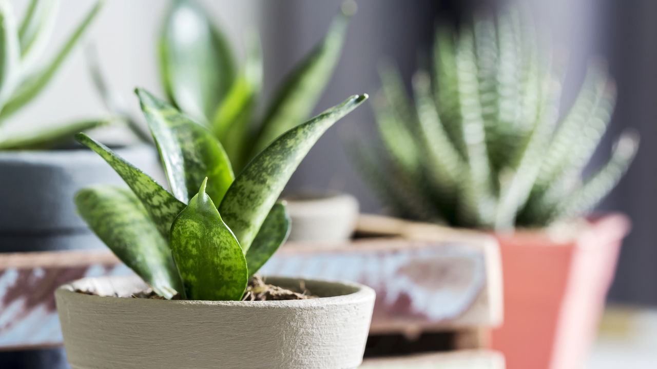 As 5 plantas mais poderosas para afastar a inveja e o mau-olhado