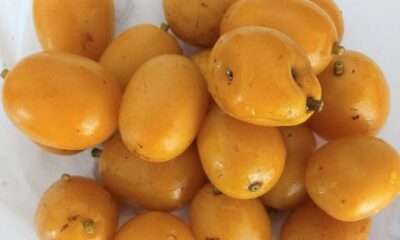 O cultivo do taperebá em casa pode ser uma experiência gratificante para apaixonados por frutas exóticas e tropicais