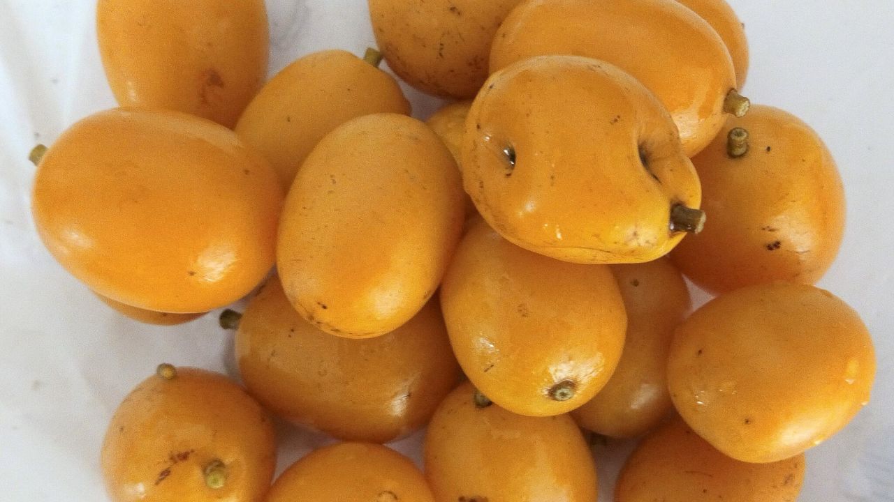 O cultivo do taperebá em casa pode ser uma experiência gratificante para apaixonados por frutas exóticas e tropicais