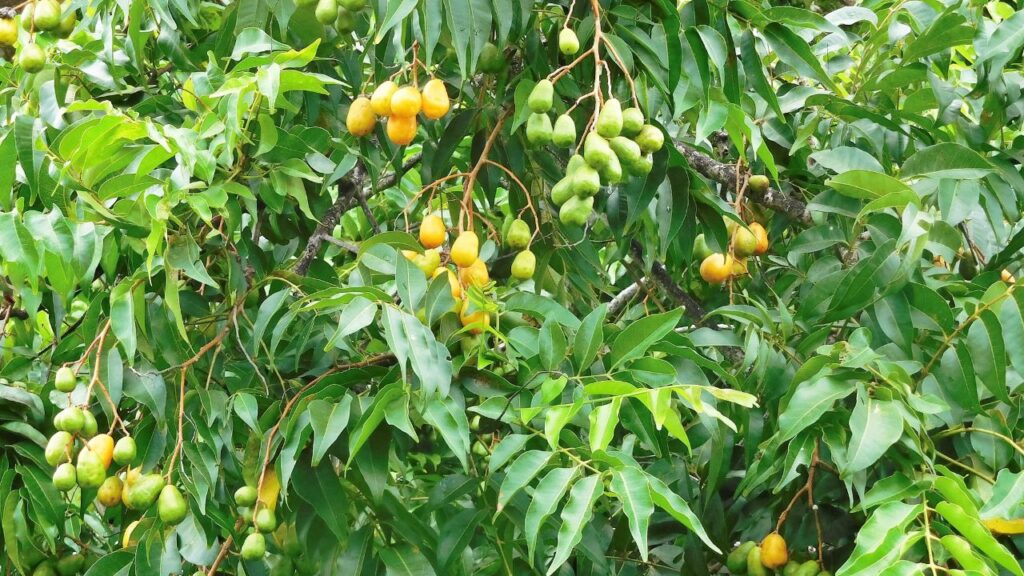 O cultivo do taperebá em casa pode ser uma experiência gratificante para apaixonados por frutas exóticas e tropicais