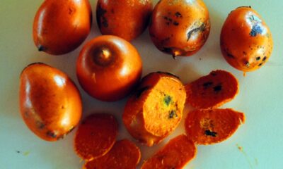 Cultivar tucumã em casa pode ser uma experiência gratificante e deliciosa, especialmente para quem busca uma alimentação mais natural