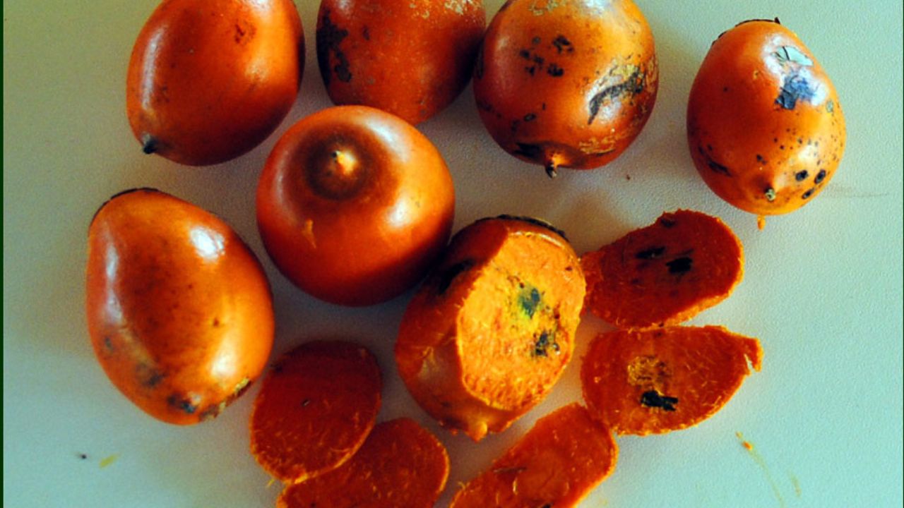 Cultivar tucumã em casa pode ser uma experiência gratificante e deliciosa, especialmente para quem busca uma alimentação mais natural