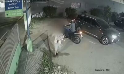 Motorista salva cachorro antes de carro ser roubado em Nova Iguaçu