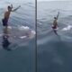 Homem salta em cima de tubarão-baleia no Irã e gera revolta nas redes