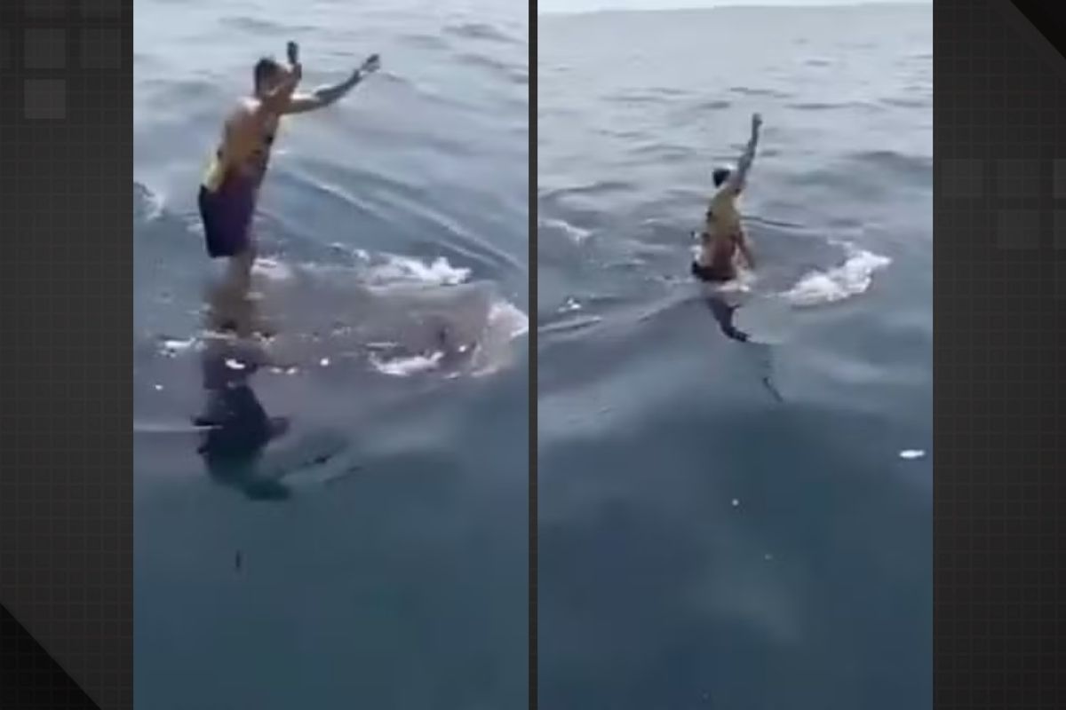 Homem salta em cima de tubarão-baleia no Irã e gera revolta nas redes