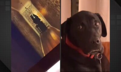 Vídeo: cachorro leva susto em filme de terror e reação viraliza