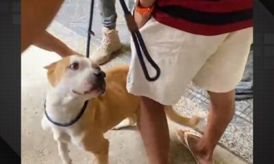 Pitbulls desnutridos e vítimas de maus-tratos são resgatados em Senador Camará