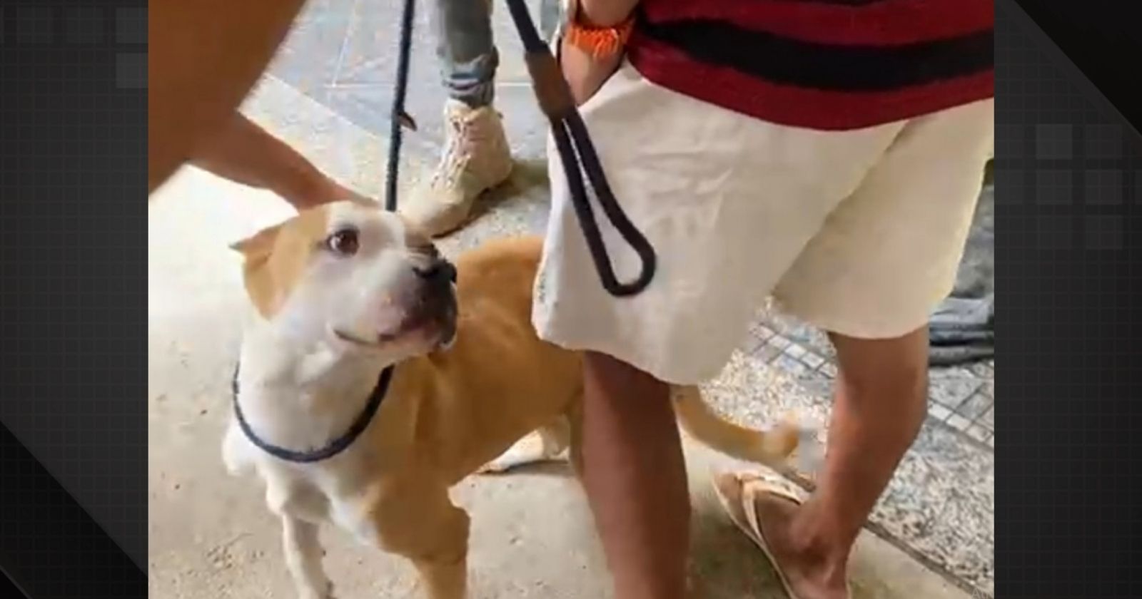 Pitbulls desnutridos e vítimas de maus-tratos são resgatados em Senador Camará