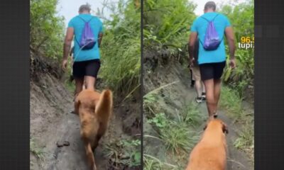 Cachorrinha guia turistas em trilha de Cabo Frio